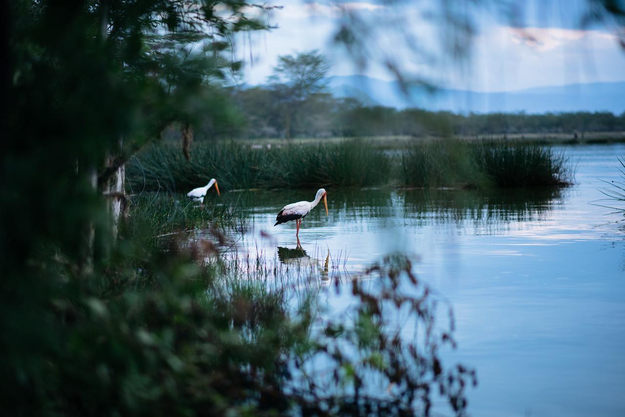 Sirville Lake Elementaita Lodge Gilgil Buitenkant foto