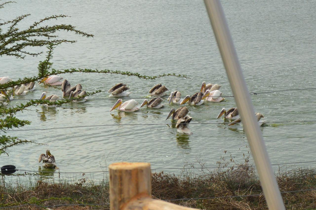 Sirville Lake Elementaita Lodge Gilgil Buitenkant foto